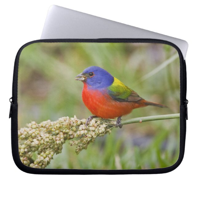 Funda Para Portátil Cazamoscas pintado (Passerian ciris) macho aliment (Frente)