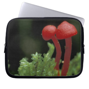 Funda Para Portátil Centroamérica, Panamá, Provincia de Chiriqui, 2