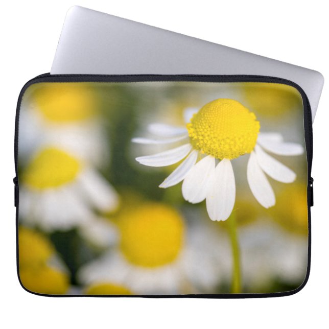 Funda Para Portátil Cerco de la flor de Chamomile, Hungría (Frente)
