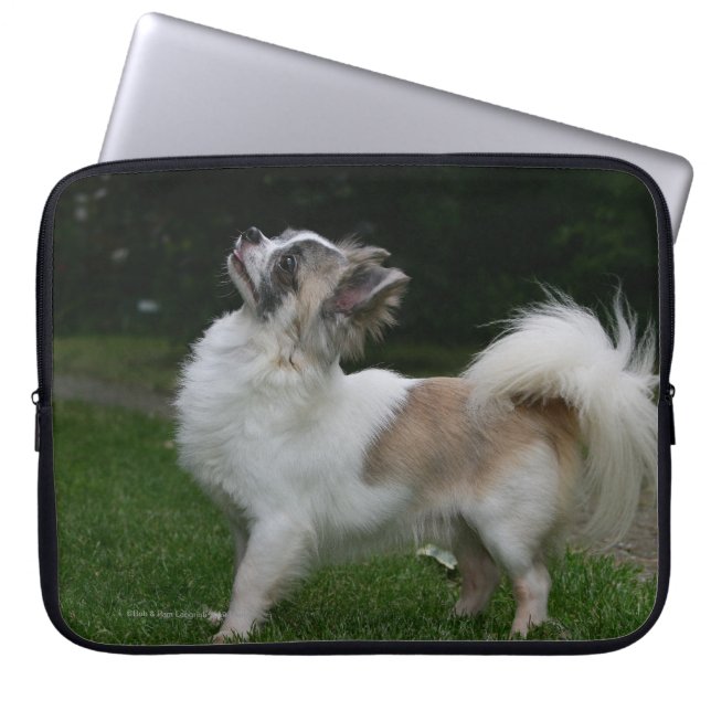 Funda Para Portátil Chihuahua de pelo largo que mira la cámara (Frente)
