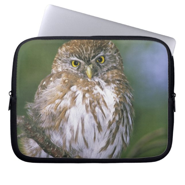 Funda Para Portátil Chile, Aysen. Cachorro de lechuza austral (Frente)