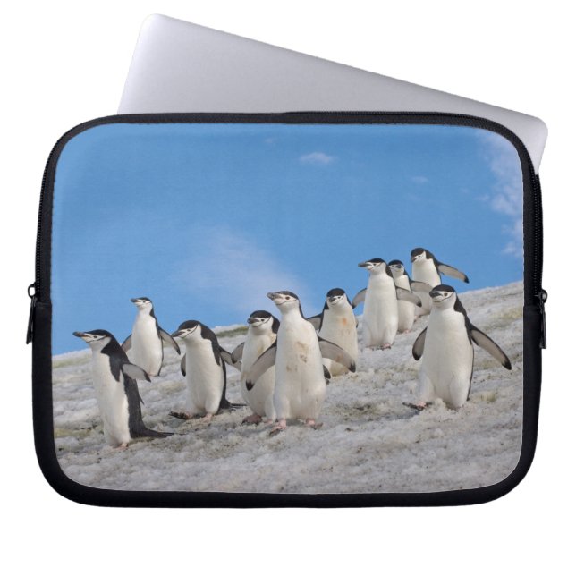 Funda Para Portátil Chinstrap Penguins | Pigoscelis Antártida (Frente)