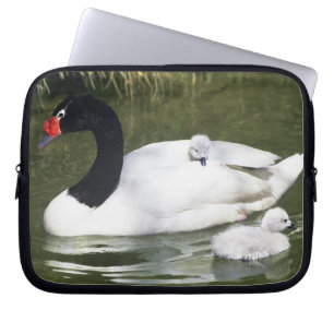 Funda Para Portátil Cisne de cuello negro adulto y crías en el agua.