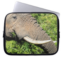 Colmillos de elefante