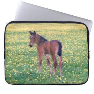 Funda Para Portátil Colt en el campo de Dandelion