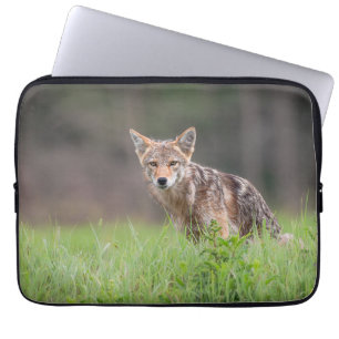 Funda Para Portátil Coyote marrón, fotografía de vida silvestre canadi