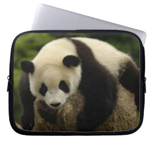 Funda Para Portátil Cría de panda gigante (Ailuropoda melanoleuca)