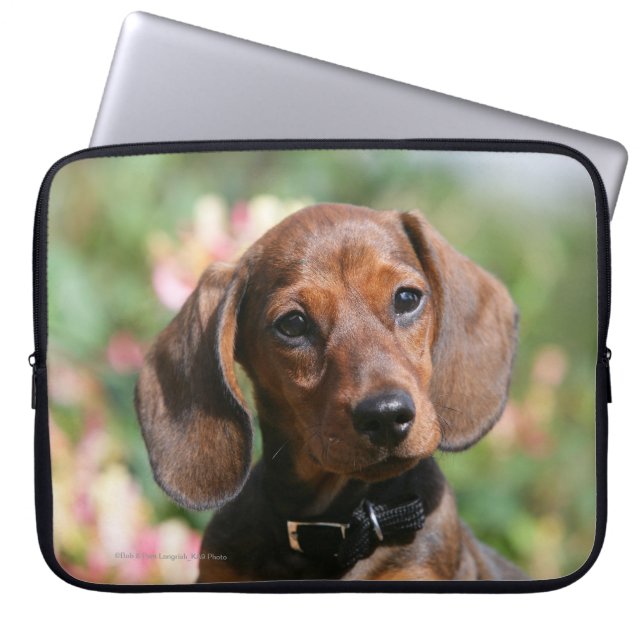 Funda Para Portátil Dachshund de Miniture del moreno (Frente)