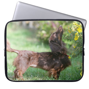 Funda Para Portátil Dachshund miniatura de pelo largo 1