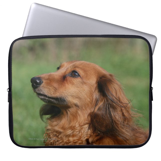 Funda Para Portátil Dachshund miniatura de pelo largo 2 (Frente)