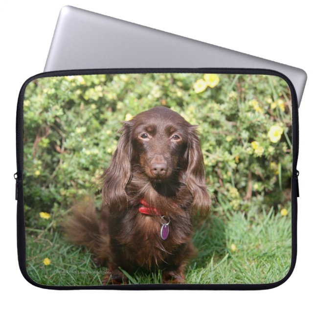 Funda Para Portátil Dachshund miniatura de pelo largo de Brown (Frente)