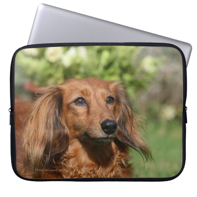 Funda Para Portátil Dachshund miniatura de pelo largo rojo (Frente)