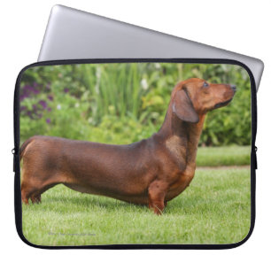 Funda Para Portátil Dachshund miniatura Liso-haired
