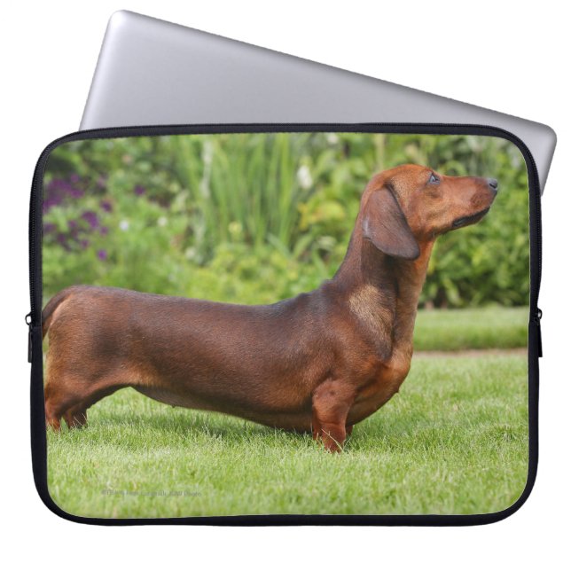 Funda Para Portátil Dachshund miniatura Liso-haired (Frente)