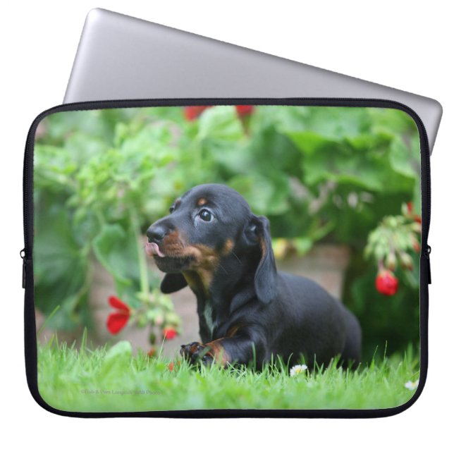 Funda Para Portátil Dachshund miniatura Liso-haired 1 (Frente)