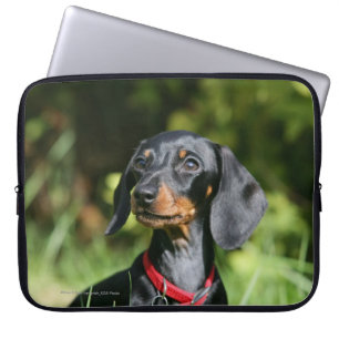 Funda Para Portátil Dachshund miniatura Liso-haired 3