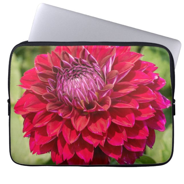 Funda Para Portátil Delight Rosa Dahlia: Hermosa fotografía de flores (Frente)