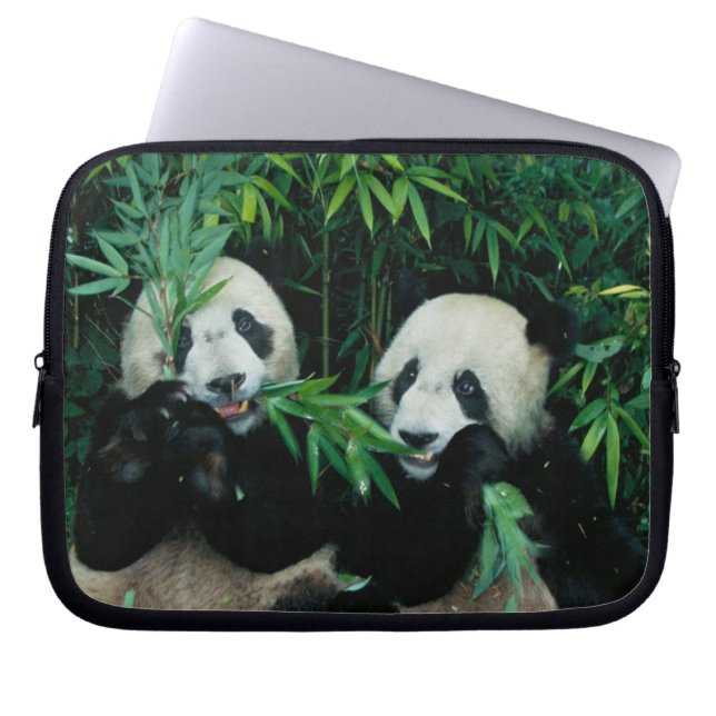 Funda Para Portátil Dos pandas comiendo bambú juntos, Wolong (Frente)
