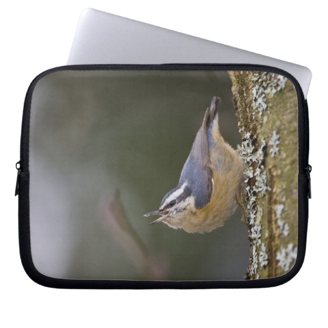 Funda Para Portátil EE.UU., Estado de Washington, Nuthatch de paliza r (Frente)