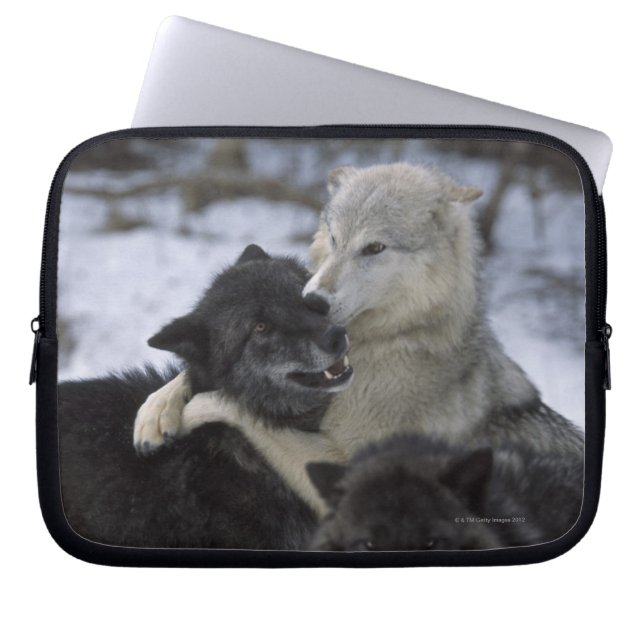 Funda Para Portátil EEUU, Montana, Lobos jugando en la nieve (Frente)