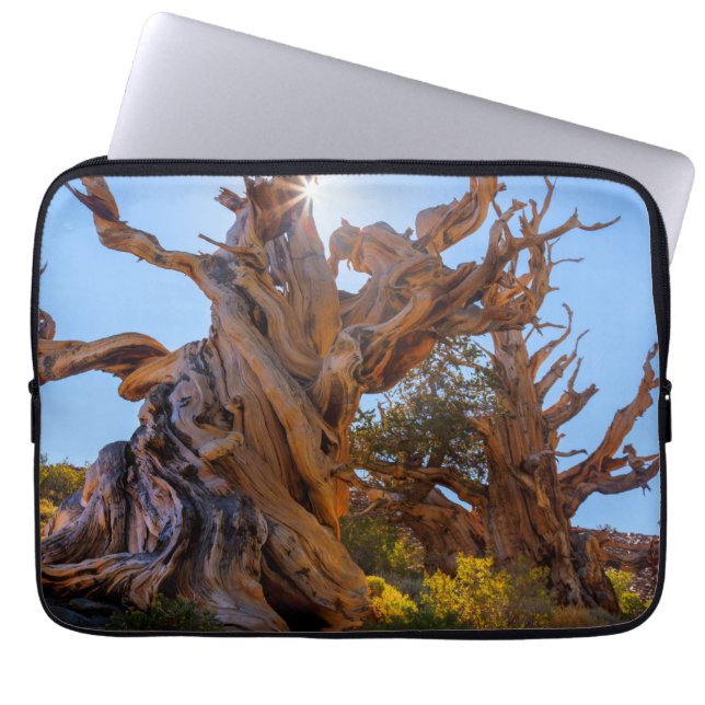 Funda Para Portátil El árbol Sentinel (Frente)