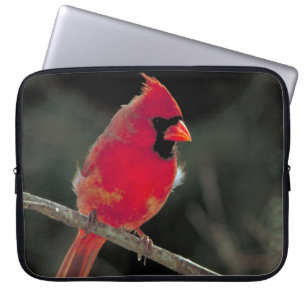 Funda Para Portátil El cardenal rojo encaramado en una rama de árbol