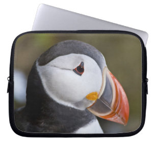 Funda Para Portátil El frailecillo atlántico, un ave marina pelágica