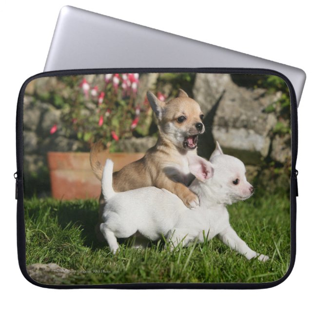 Funda Para Portátil El jugar del perrito de la chihuahua (Frente)