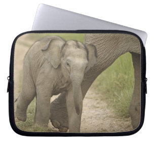 Funda Para Portátil Elefante indio / asiático y cría, Corbett 2