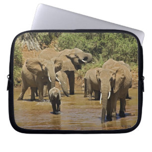 Funda Para Portátil Elefantes africanos, Loxodonta Africana, Samburu