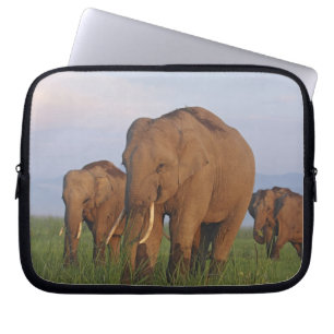 Funda Para Portátil Elefantes indios en la pradera