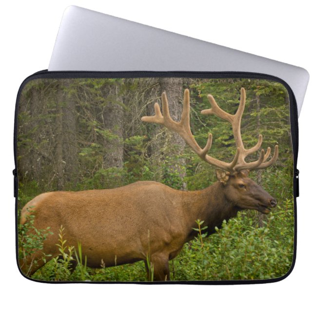 Funda Para Portátil Elk masculino | Parque nacional Banff, Alberta, Ca (Frente)