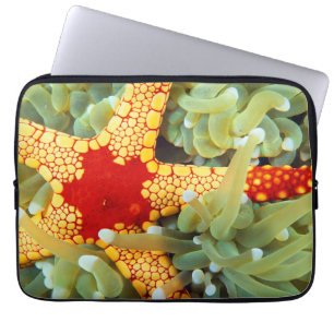 Funda Para Portátil Estrella de mar roja y amarilla