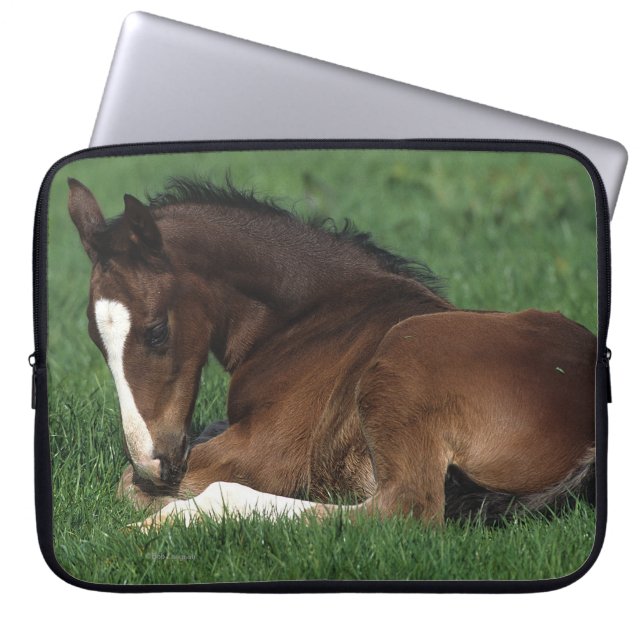 Funda Para Portátil Fijación del potro de Warmblood (Frente)