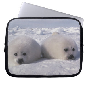 Funda Para Portátil Foca de Groenlandia (Phoca groenlandica) Crías de