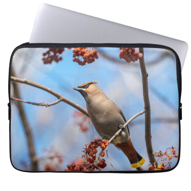 Funda Para Portátil Fotografía aviar, Bohemian Waxwing (Frente)