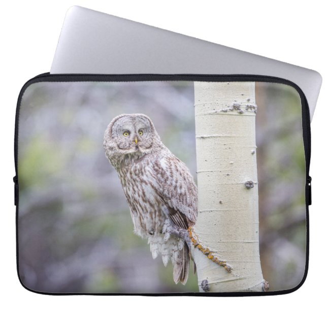 Funda Para Portátil Gran rama de álamo gris (Frente)
