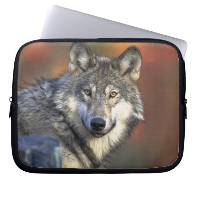 Funda Para Portátil Gray Wolf Wildlife Aovers (Frente)