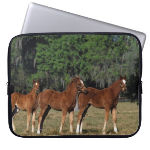 Funda Para Portátil Grupo de potros excelentes