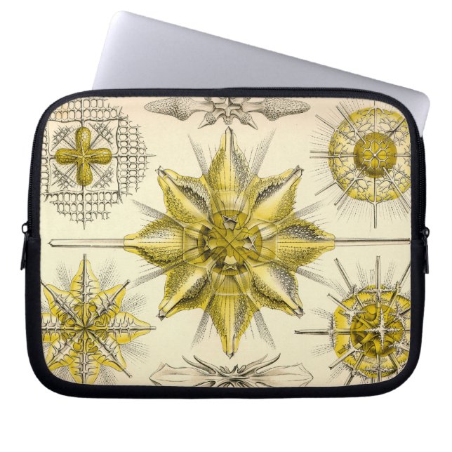 Funda Para Portátil Haeckel Antiguo (Frente)
