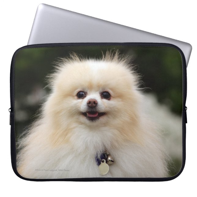 Funda Para Portátil Headshot 1 de Pomeranian (Frente)