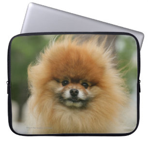 Funda Para Portátil Headshot de Pomeranian que mira la cámara