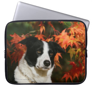 Funda Para Portátil Headshot del otoño del border collie