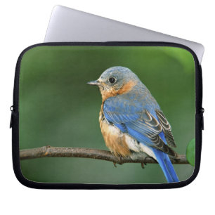 Funda Para Portátil hembra de azulejo oriental, Sialia sialis