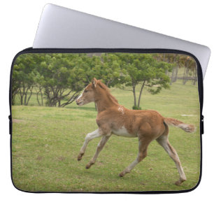 Funda Para Portátil Isla de Pascua o Rapa Nui