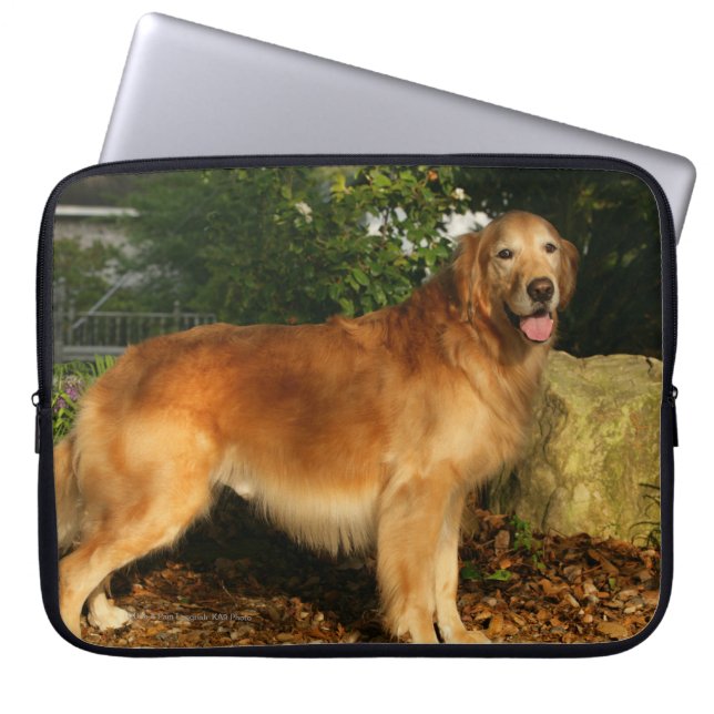Funda Para Portátil Jadeo del golden retriever (Frente)