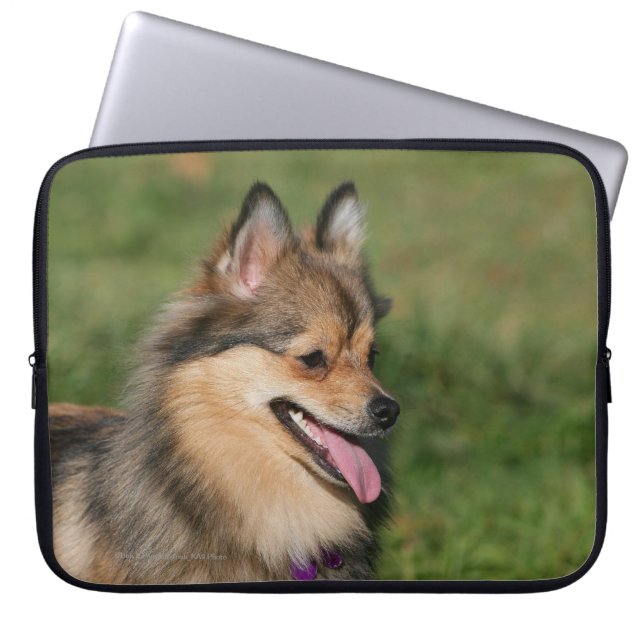 Funda Para Portátil Jadeo del Headshot de Pomeranian (Frente)