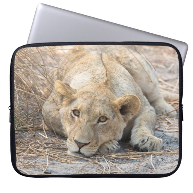 Funda Para Portátil Joven león (Frente)