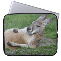 Kangaroo