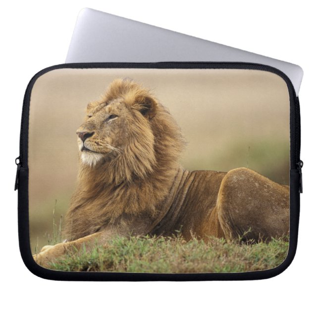 Funda Para Portátil Kenia, Masai Mara | León macho (Frente)